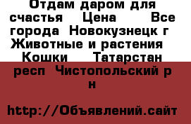 Отдам даром для счастья. › Цена ­ 1 - Все города, Новокузнецк г. Животные и растения » Кошки   . Татарстан респ.,Чистопольский р-н